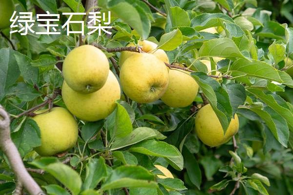 梨子有什么品种，雪花梨、鸭梨、苹果梨等品种较常见