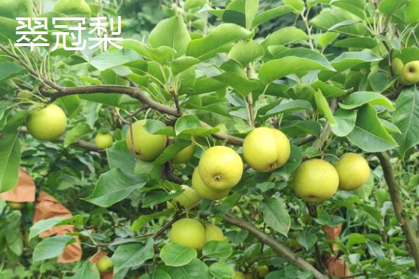 梨子有什么品种，雪花梨、鸭梨、苹果梨等品种较常见