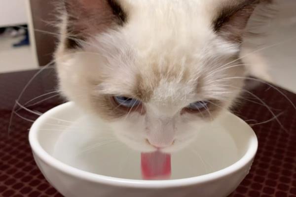 为什么猫的舌头有刺，是为了可以更好的进食