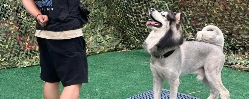 怎么纠正家庭犬的常见问题，采取正向激励法或使用训练器材