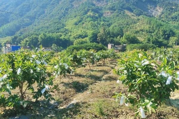 红心芭乐怎么种植，平时每隔5天左右浇一次水