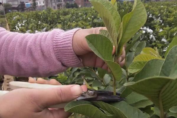 红心芭乐怎么种植，平时每隔5天左右浇一次水