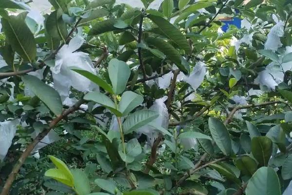 红心芭乐怎么种植，平时每隔5天左右浇一次水