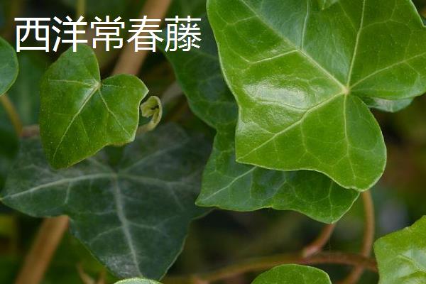 常青藤有什么好品种，西洋常春藤、银边常春藤等品种是不错的选择