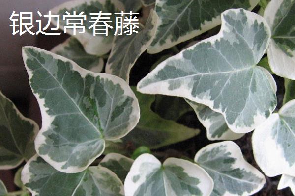 常青藤有什么好品种，西洋常春藤、银边常春藤等品种是不错的选择