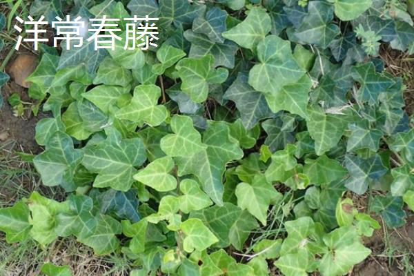 常青藤有什么好品种，西洋常春藤、银边常春藤等品种是不错的选择