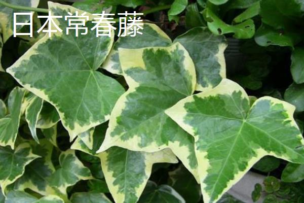 常青藤有什么好品种，西洋常春藤、银边常春藤等品种是不错的选择