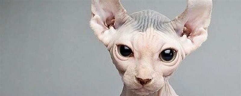 无毛猫一直打喷嚏的原因，感冒、猫鼻支、鼻子痒等因素都会导致