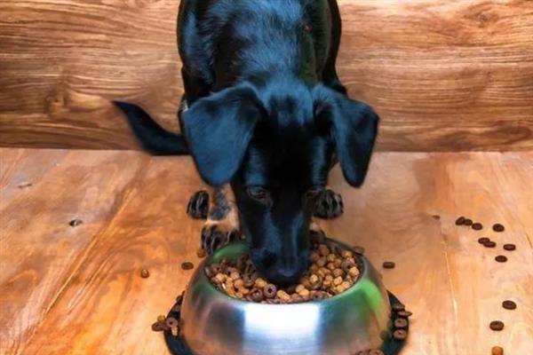 怎么纠正家庭犬的常见问题，采取正向激励法或使用训练器材