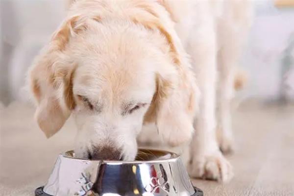 怎么纠正家庭犬的常见问题，采取正向激励法或使用训练器材