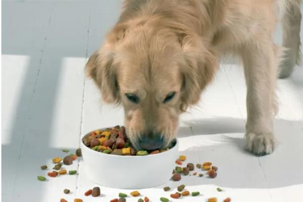 怎么纠正家庭犬的常见问题，采取正向激励法或使用训练器材