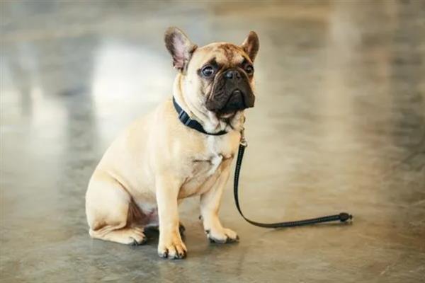 怎么纠正家庭犬的常见问题，采取正向激励法或使用训练器材