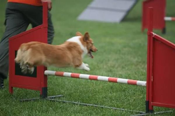 怎么纠正家庭犬的常见问题，采取正向激励法或使用训练器材