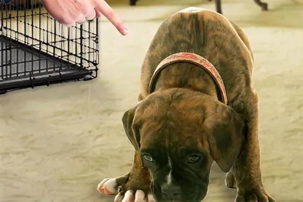 怎么纠正家庭犬的常见问题，采取正向激励法或使用训练器材