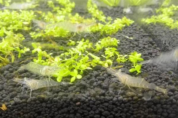 草缸养虾保护虾卵的方法，将虾卵隔离并增加水草数量