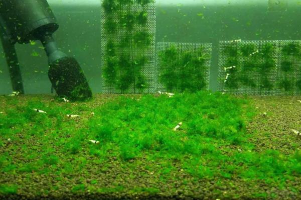 草缸养虾保护虾卵的方法，将虾卵隔离并增加水草数量