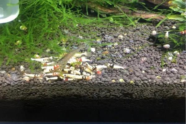 草缸养虾保护虾卵的方法，将虾卵隔离并增加水草数量