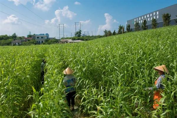 薏米怎么种植，人工授粉可提高结穗率