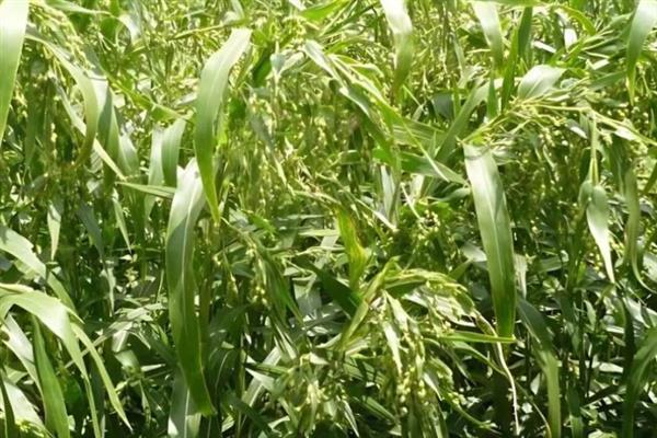 薏米怎么种植，人工授粉可提高结穗率