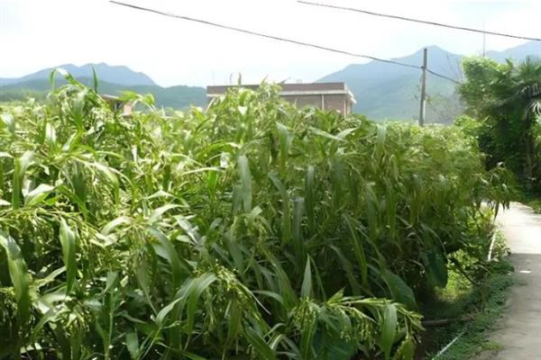 薏米怎么种植，人工授粉可提高结穗率