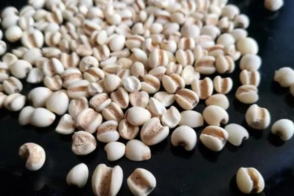 薏米怎么种植，人工授粉可提高结穗率