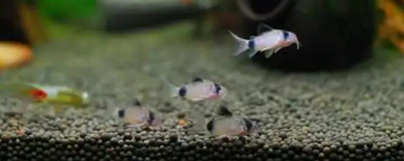 清理鱼缸适合养什么鼠鱼,熊猫鼠鱼、青苔鼠鱼可清理青苔和水藻