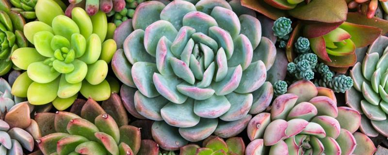 多肉植物怎么叶插繁殖，应选在春秋两季进行