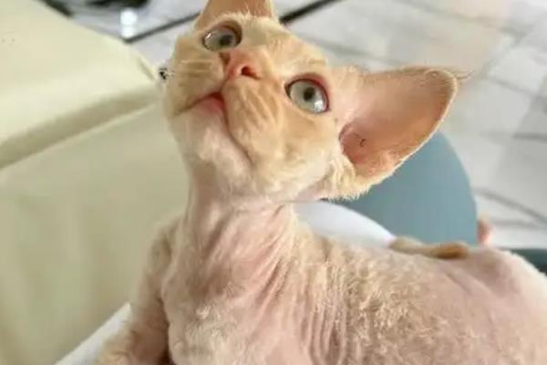 无毛猫一直打喷嚏的原因，感冒、猫鼻支、鼻子痒等因素都会导致