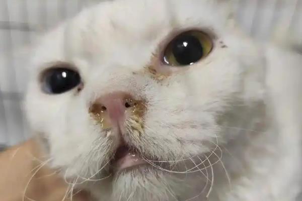 无毛猫一直打喷嚏的原因，感冒、猫鼻支、鼻子痒等因素都会导致