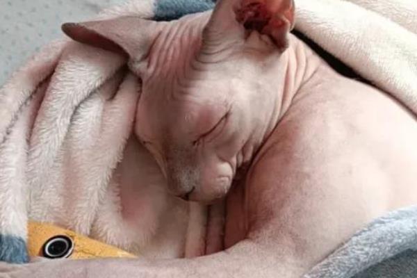 无毛猫一直打喷嚏的原因，感冒、猫鼻支、鼻子痒等因素都会导致