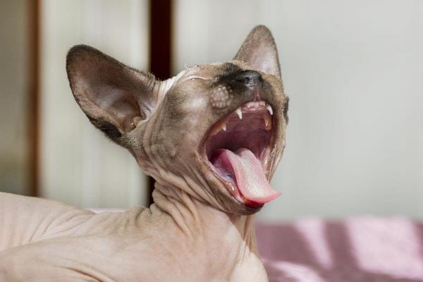 无毛猫一直打喷嚏的原因，感冒、猫鼻支、鼻子痒等因素都会导致