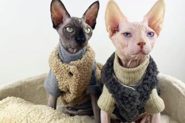 无毛猫一直打喷嚏的原因，感冒、猫鼻支、鼻子痒等因素都会导致