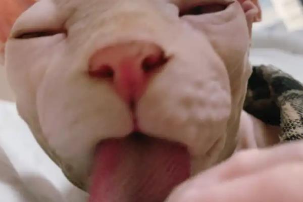 无毛猫一直打喷嚏的原因，感冒、猫鼻支、鼻子痒等因素都会导致