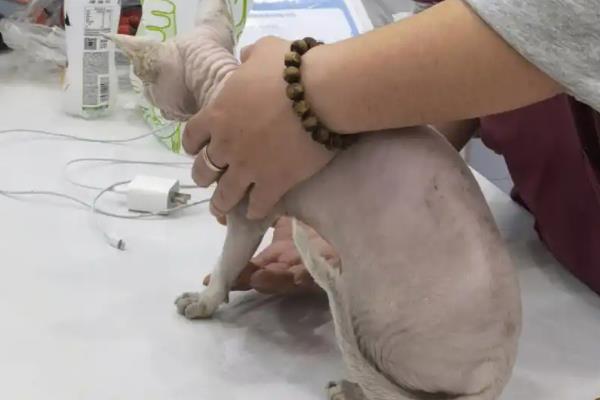 无毛猫一直打喷嚏的原因，感冒、猫鼻支、鼻子痒等因素都会导致