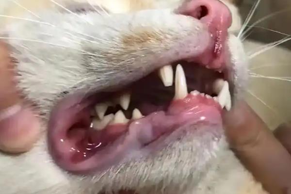无毛猫一直打喷嚏的原因，感冒、猫鼻支、鼻子痒等因素都会导致