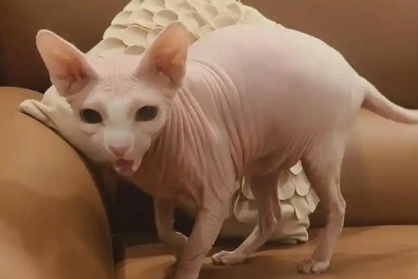 无毛猫一直打喷嚏的原因，感冒、猫鼻支、鼻子痒等因素都会导致