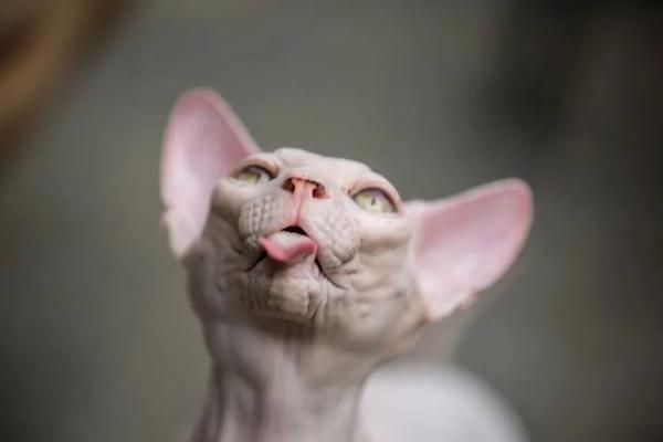无毛猫一直打喷嚏的原因，感冒、猫鼻支、鼻子痒等因素都会导致
