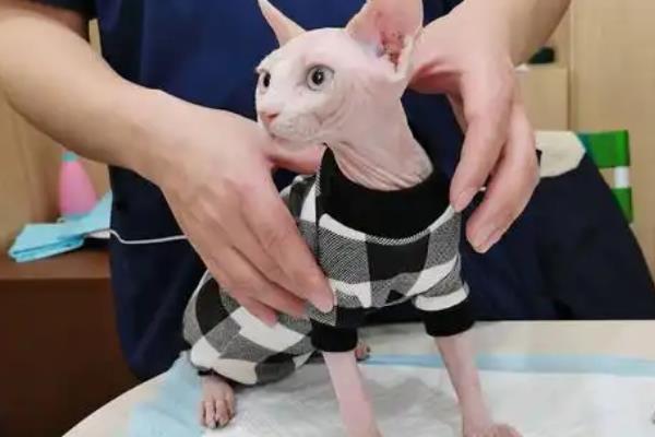 无毛猫一直打喷嚏的原因，感冒、猫鼻支、鼻子痒等因素都会导致