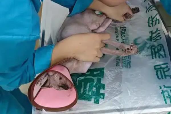 无毛猫一直打喷嚏的原因，感冒、猫鼻支、鼻子痒等因素都会导致