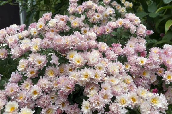 菊花怎么分类，可按照花期、颜色、瓣型做区分