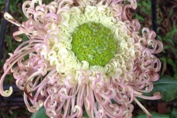 菊花怎么分类，可按照花期、颜色、瓣型做区分