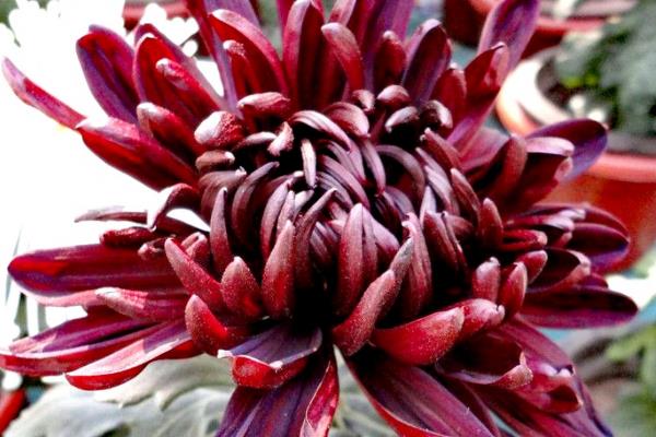 菊花怎么分类，可按照花期、颜色、瓣型做区分