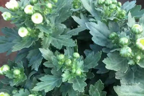 菊花怎么分类，可按照花期、颜色、瓣型做区分