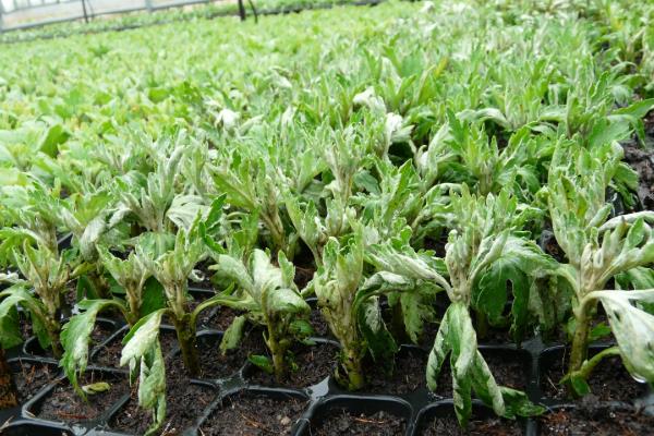 菊花怎么分类，可按照花期、颜色、瓣型做区分