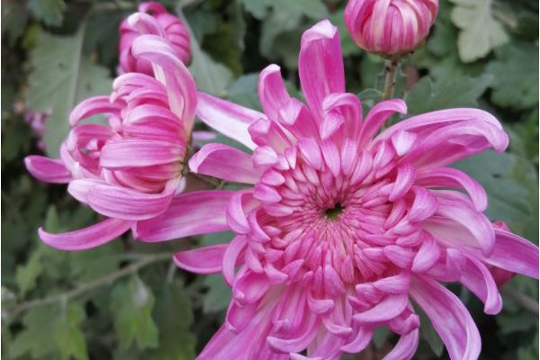 菊花怎么分类，可按照花期、颜色、瓣型做区分