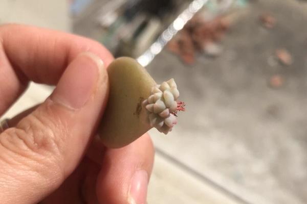 多肉植物怎么叶插繁殖，应选在春秋两季进行