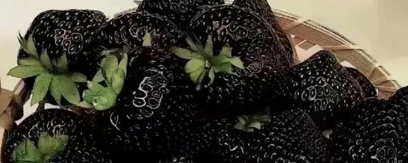 黑草莓的品种介绍，其果皮较薄且口感香甜