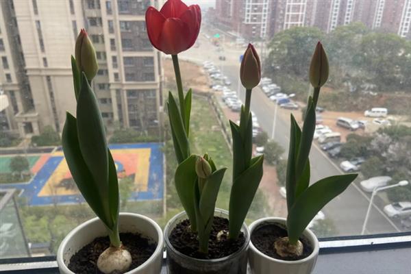 郁金香发芽了能晒太阳吗，建议不要晒太阳