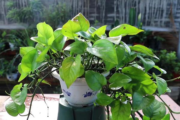 绿萝受冻后能不能缓过来，根系没有严重受损便可恢复生长