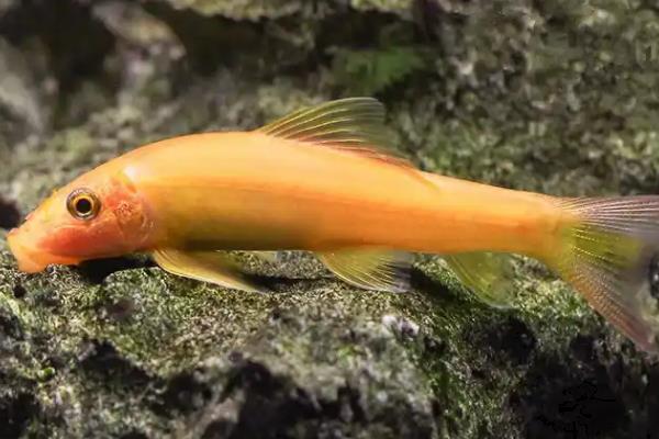 清理鱼缸适合养什么鼠鱼,熊猫鼠鱼、青苔鼠鱼可清理青苔和水藻